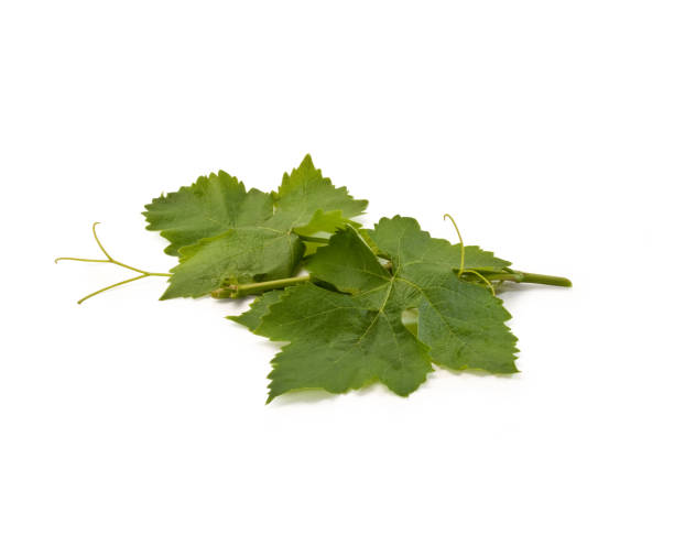 grape leaves, isolated on white background – bunch of green vine leaves in group - dolmades imagens e fotografias de stock