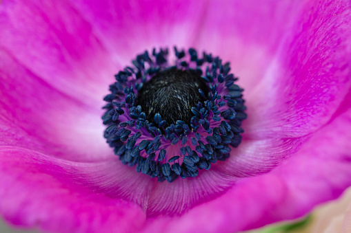 Looking from above into a Poppy flower head with purple petals and yellow pollen in a meadow
