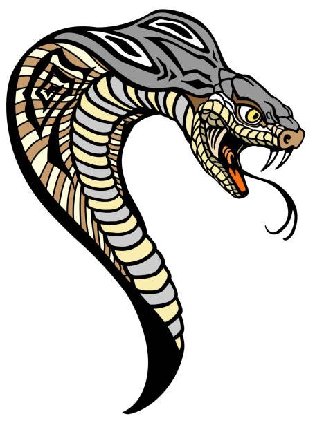 120 King Snake Illustrations & Clip Art - iStock | Scarlet king snake, King  snake isolated, Common king snake