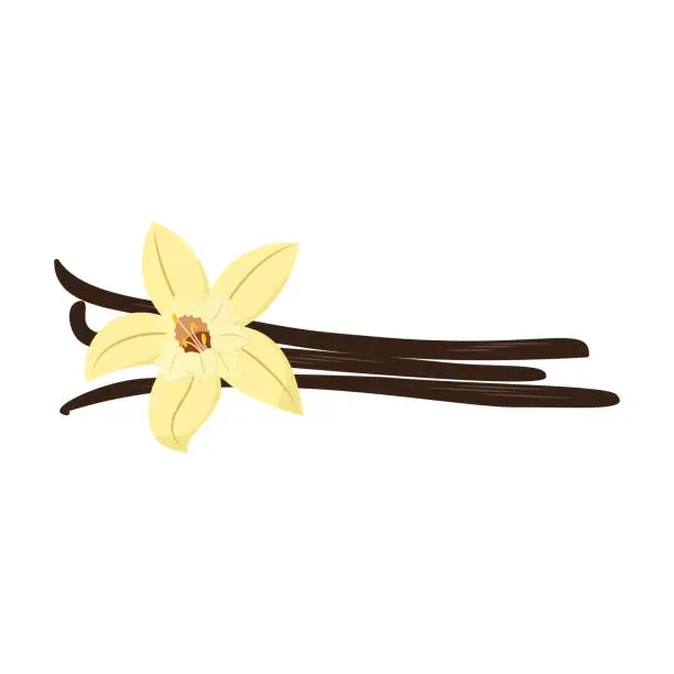 Vector illustration of Vector vanilla flower with dried vanilla sticks