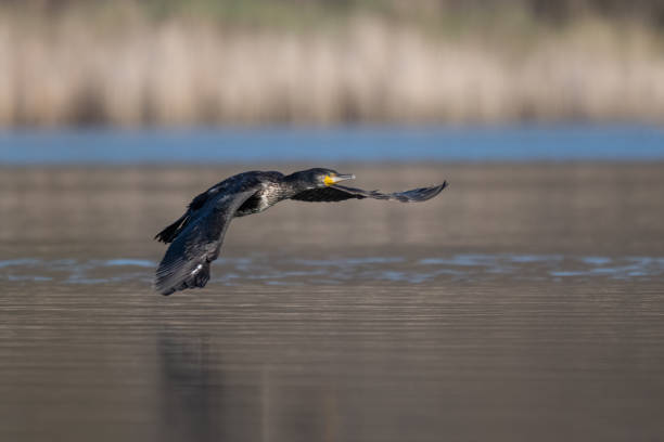 istock Great cormorant (Phalacrocorax carbo) flying over lake 1316798309