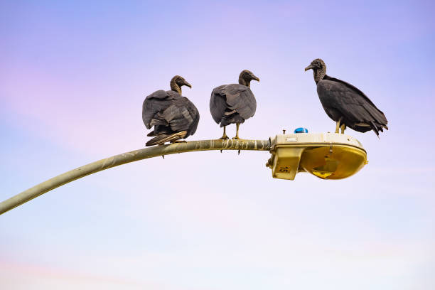 Three vultures on a pole. Goiania, Goias, Brazil – May 01, 2021: Three vultures on a street lamp with sky in the background. Coragyps atratus. american black vulture photos stock pictures, royalty-free photos & images