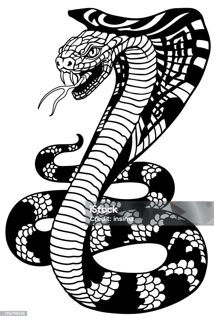 Snake Attacking Posturing Stylized Cobra Snake Black And White Stock Illustration - Download ...