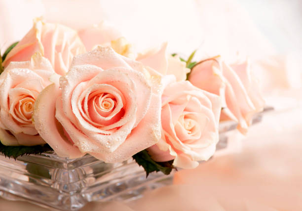 istock pink roses with dew drops lies on a delicate silk background 1316799240