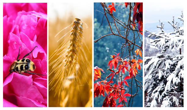 cuatro estaciones: primavera, verano, otoño e invierno - four seasons cloud autumn plant fotografías e imágenes de stock