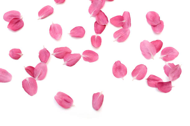 istock Pink blooming cherry petals on white 1316800351