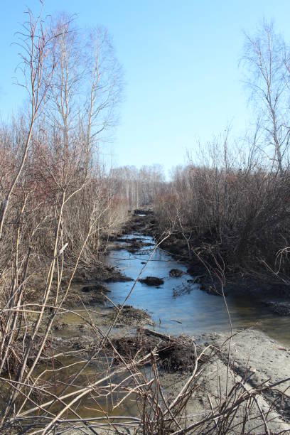 istock shallow riverbed stream dried up pond in the bushes 1316800426