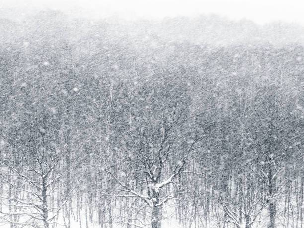 istock above view of snowfall over forest in winter 1316800551