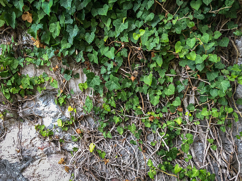A stone wall overgrown with plants as a texture or background.