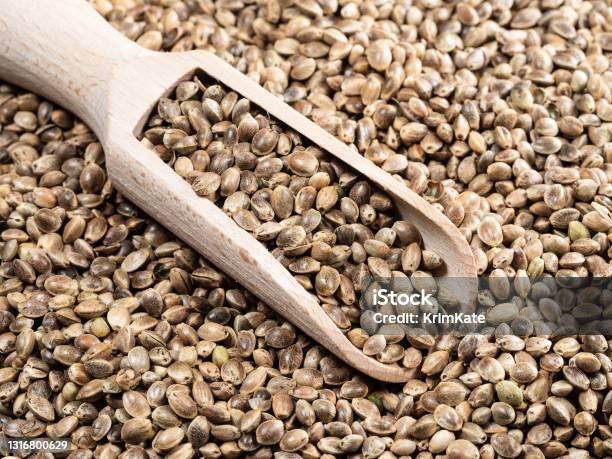 Wooden Scoop On Pile Of Unpeeled Hemp Seeds Stock Photo - Download Image Now - Backgrounds, Cannabis Plant, Cannabis sativa