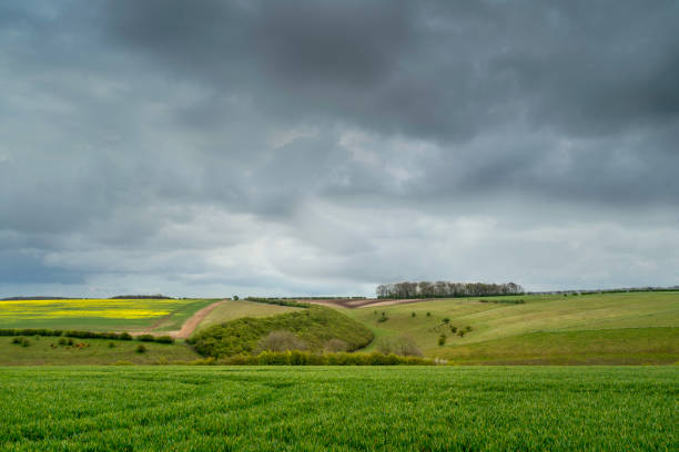 istock Yorkshire wolds with fields of wheat and oil seed rape under overcast sky. Sledmere, UK. 1316800716