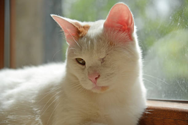 istock White One-eyed cute cat 1316800860