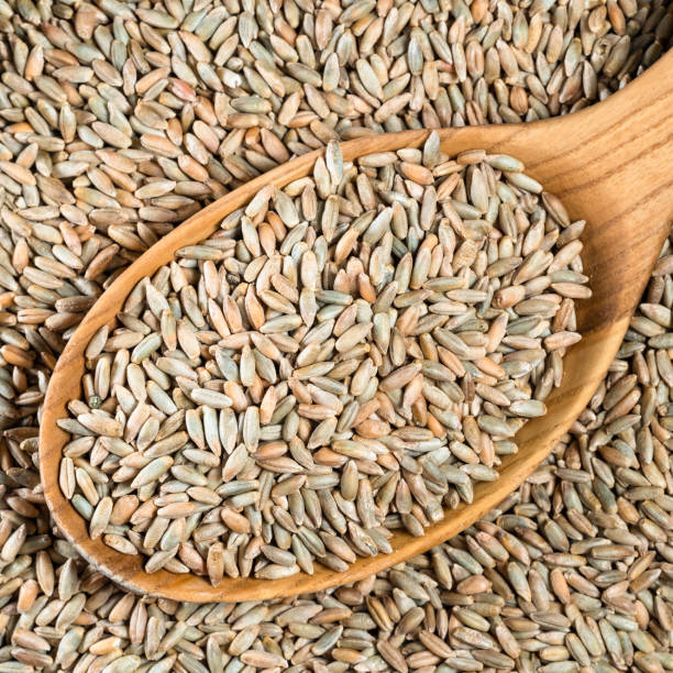 husked rye grains in wood spoon closeup