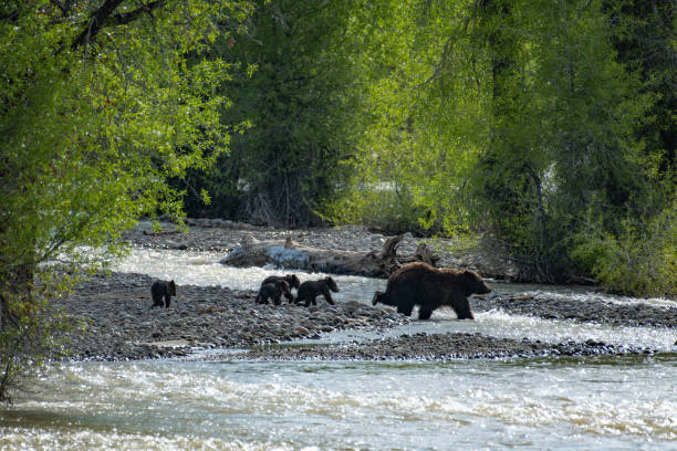 istock Grizzly bear #399 and four cubs crossing creek 1316802311