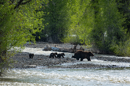 Grizzly bear mother 399 followed by four little cubs crossing Pilgrim Creek in the morning light in early summer. This is in the Grand Teton National Park, in Wyoming, USA. Nearest junction is Moran, Wyoming. Nearest town is Jackson, Wyoming. Nearest lodge is Jackson Lake Lodge.