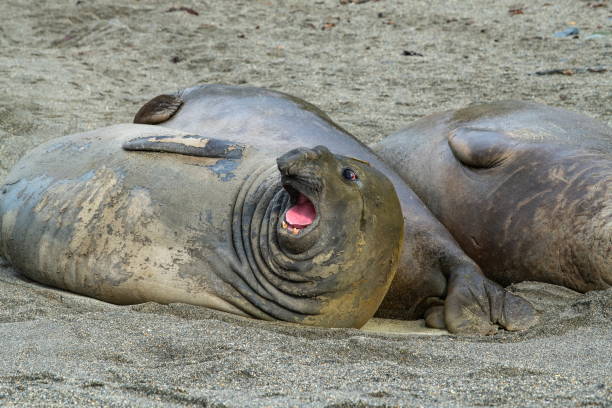 uma das três focas-elefante do sul (mirounga leonina) levanta a cabeça e abre a boca como uma expressão de descontentamento ou perigo de aproximação - animal elephant seal seal yawning - fotografias e filmes do acervo