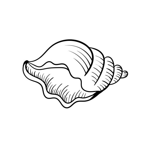貝殻パールラインアート。夏の時間ビーチシェル。ベクターハンドは貝殻を描いた。 - pearl shell starfish beach点のイラスト素材／クリップアート素材／マンガ素材／アイコン素材