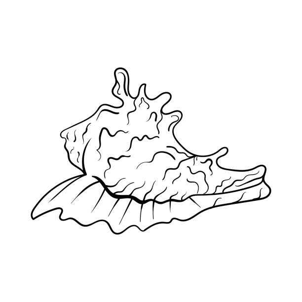 illustrations, cliparts, dessins animés et icônes de art de ligne de perle de coquillage. coquille de plage d’heure d’été. coquillage dessiné à la main vectorielle. - pearl shell starfish beach