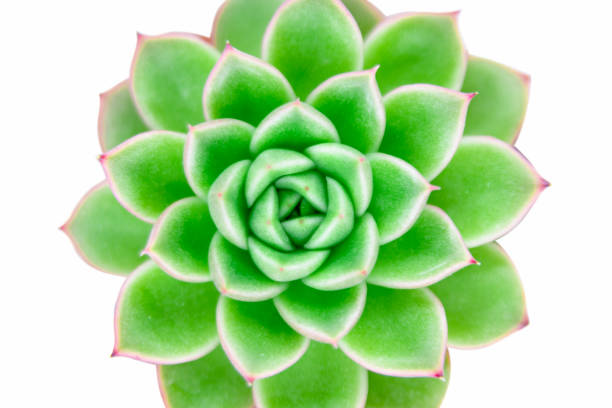 istock A close-up of green plants 1316802551