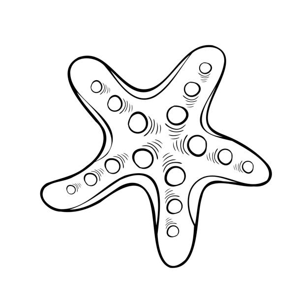 illustrations, cliparts, dessins animés et icônes de art de ligne de perle de coquillage. coquille de plage d’heure d’été. coquillage dessiné à la main vectorielle. - pearl shell starfish beach