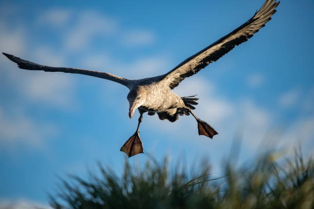 avec ses « volets d’atterrissage » vers le bas (ses pieds palmés), un pétrel géant du sud (macronectes giganteus) se prépare à atterrir sur une colline d’herbe de tussock - fulmar photos et images de collection