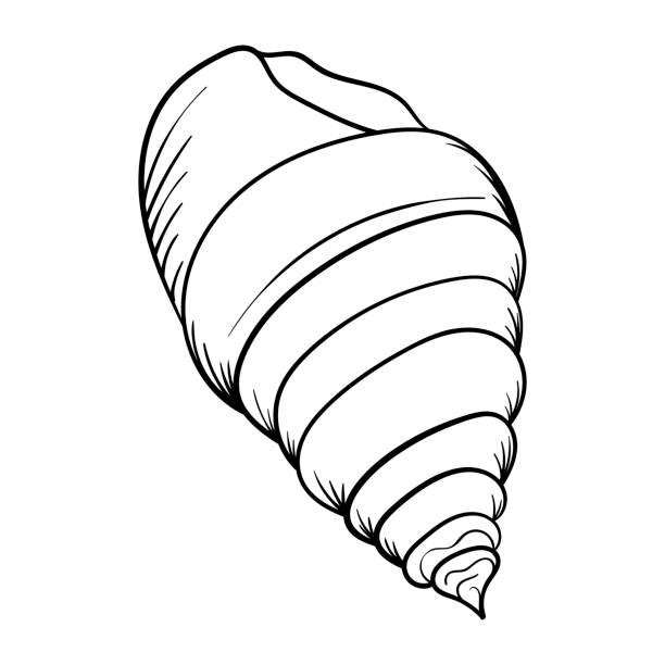 貝殻パールラインアート。夏の時間ビーチシェル。ベクターハンドは貝殻を描いた。 - pearl shell starfish beach点のイラスト素材／クリップアート素材／マンガ素材／アイコン素材