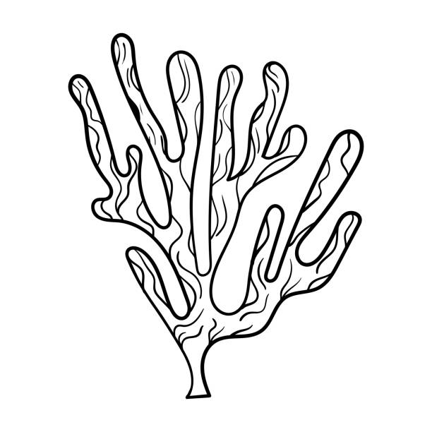 illustrations, cliparts, dessins animés et icônes de art de ligne de perle de coquille de corail de mer. coquille de plage d’heure d’été. coquillage dessiné à la main vectorielle. - pearl shell starfish beach