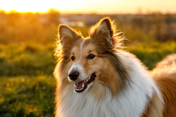 ritratto di sheltie felice nel parco. - shetland islands foto e immagini stock