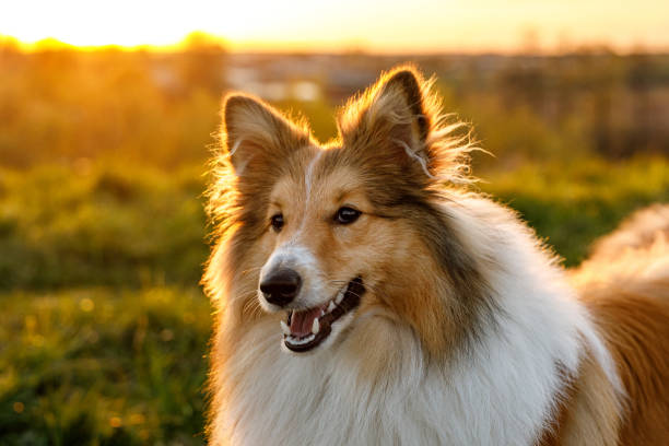 Portrait of happy sheltie in the park. Portrait of happy sheltie in the park shetland sheepdog stock pictures, royalty-free photos & images