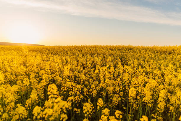 istock Blooming rapeseed field with sunset light. Yellow flowers 1316803801