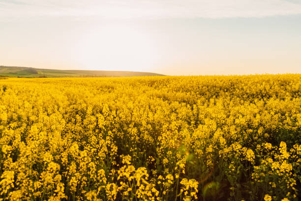 istock Blooming rapeseed field with warm sunset light. Yellow flowers background 1316803916