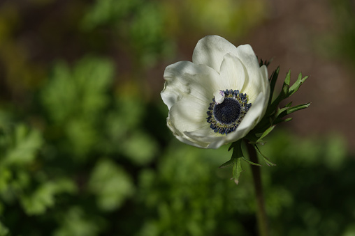 A vertical closeup shot of a beautiful crocus flower