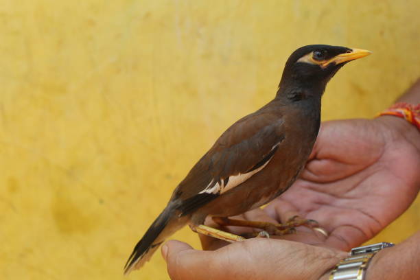 uccello myna comune (sturnus tristis) in natura ritratto di myna comune in natura sfocatura sfondo - wat chiang man foto e immagini stock