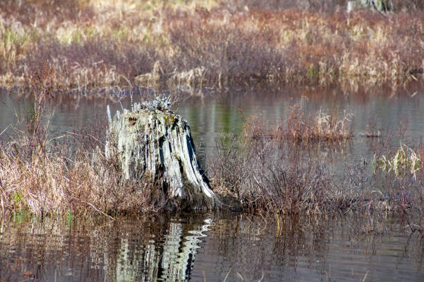 Dead tree trunk in the Canadian wild pond. In a protected area lake magog photos stock pictures, royalty-free photos & images
