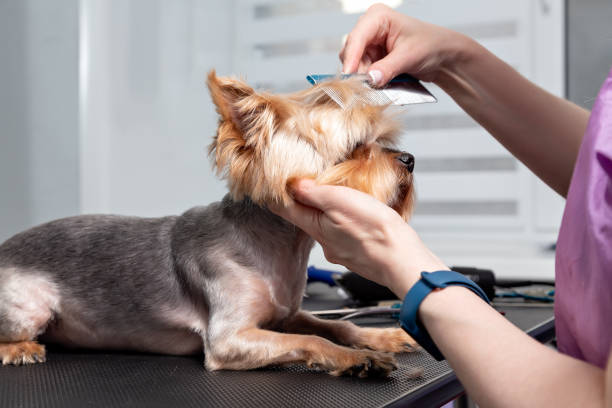 Yorkshire terrier grooming, brushing, dog head close-up Yorkshire terrier grooming, brushing, dog head close-up. yorkshire terrier stock pictures, royalty-free photos & images