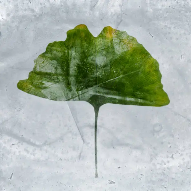 Ginkgo leaf in ice