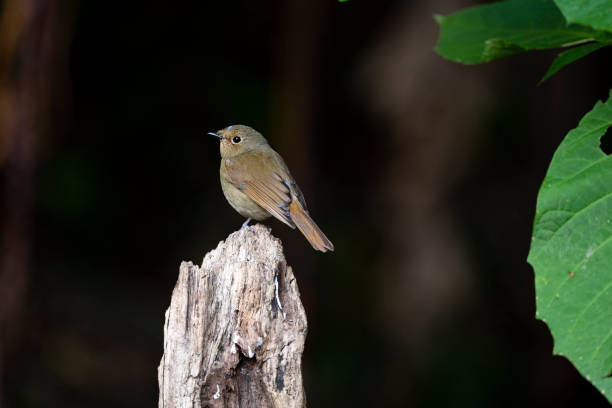 istock Rufous - bellied Niltava 1316808272