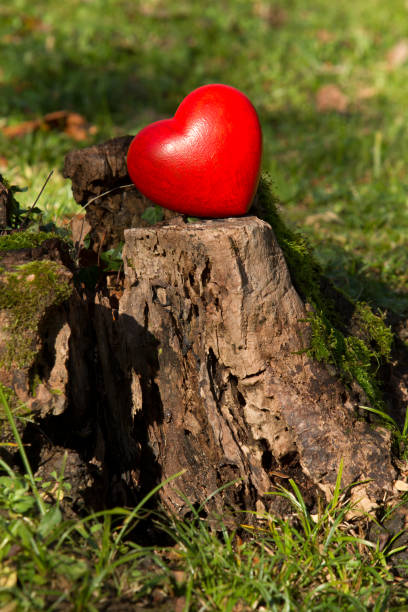 istock Red heart in the field 1316808964