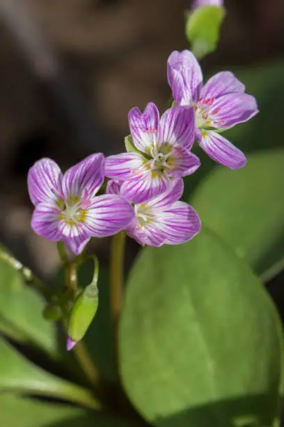 Claytonia caroliniana (Carolina spring-beauty) flowers