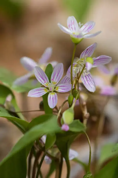 Claytonia caroliniana (Carolina spring-beauty) flowers