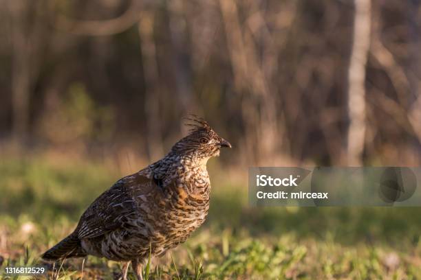 Ruffed Grouse Stock Photo - Download Image Now - Animal, Animal Wildlife, Animals In The Wild