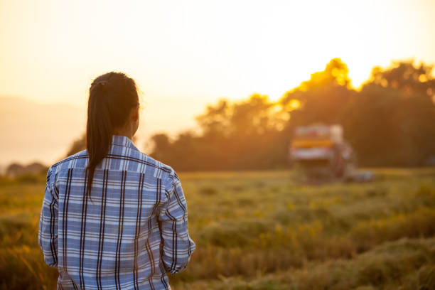 supporto agricoltore e macchina mietitrice dall'aspetto che lavora in risaia - agricoltrice foto e immagini stock