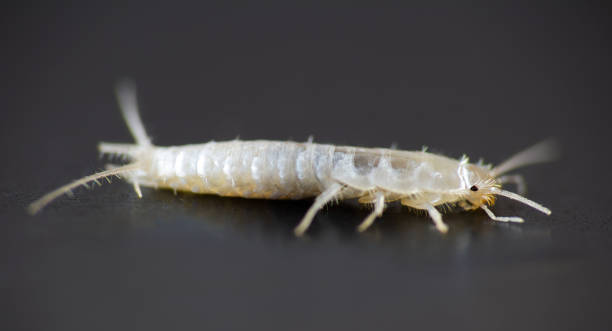 macro foto animal silverfish, lepisma saccharina sobre fondo negro. plaga común de la casa - zygentoma fotografías e imágenes de stock