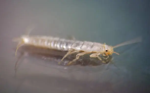 Photo of Macro photo Silverfish animal, lepisma saccharina on colorful background. Common house pest