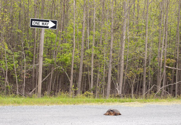 snapping turtle - ecosystem animals in the wild wood turtle imagens e fotografias de stock