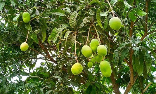 Mango tree, unripe green fresh organic mangoes on tree