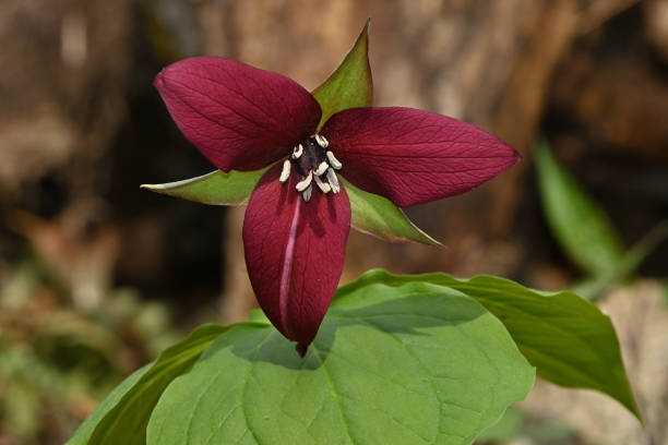 istock Purple, or red, trillium in May woods 1316817873