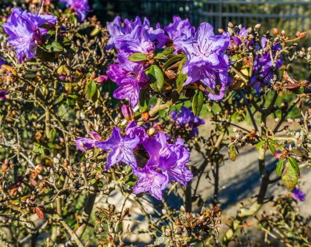 istock Macro Of Purple Blossoms 1316818004