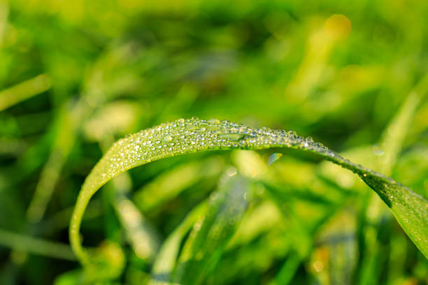 istock grass curved with dew drops close-up selective focus, background blurred 1316818877