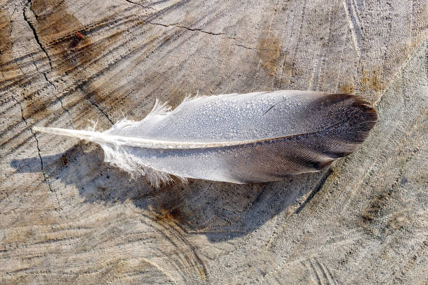 istock a bird feather with dew drops on it, is on a wooden surface with 1316818900